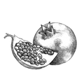 ‘ Table Fares ‘ Pomegranate Sketchbook Sticker